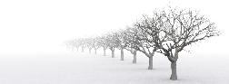 winter-trees.jpg